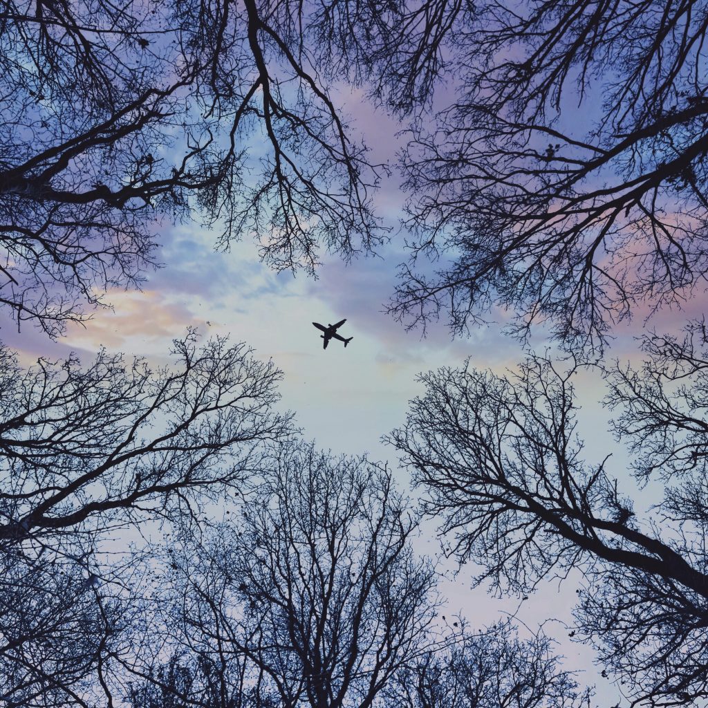 Trees with a beautiful sky and a plane